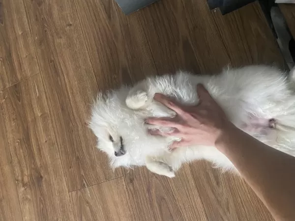 6 Aylık Dişi Pomeranian Boo Aşıları Tam Cipli