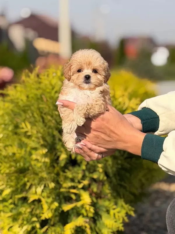 Maltipoo Yavrularımız