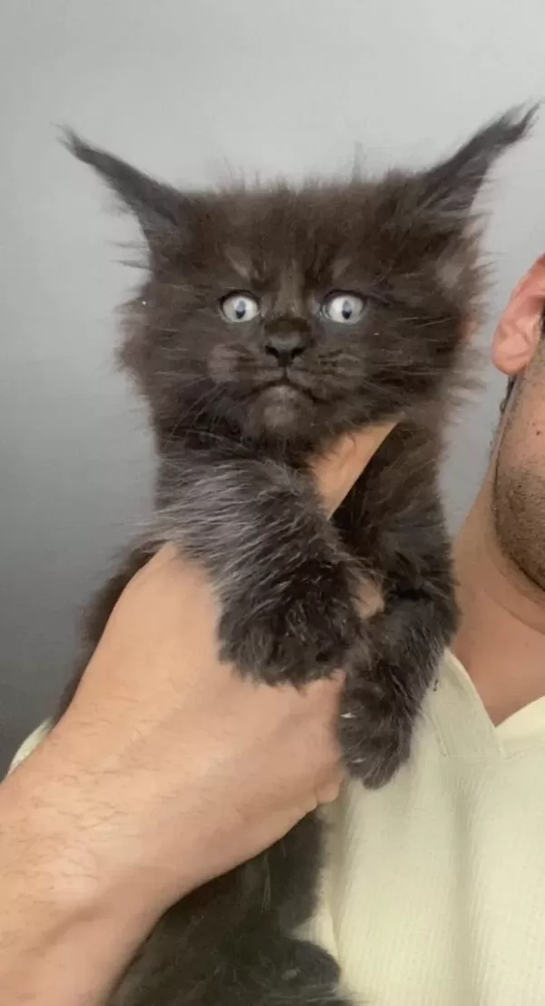 2 Dev Erkek Xxxl Maine Coon