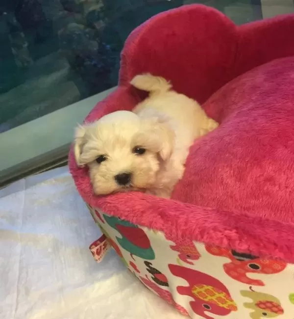 Kar Beyaz Maltese Terri Er Yavrularimiz