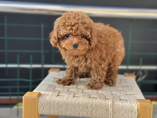 Boy Ve Kg Ram Garantili Tea Cup Kore Poodle