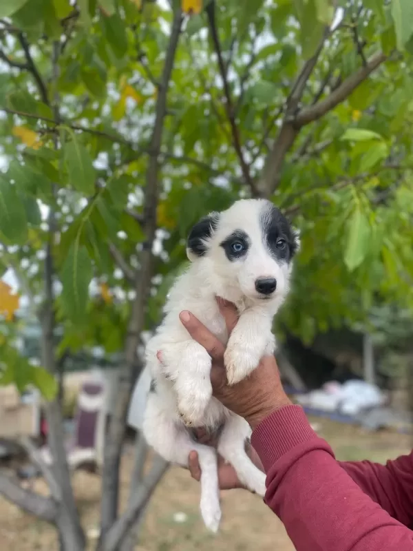 Ankaranın En Özel Border Collie Yavruları