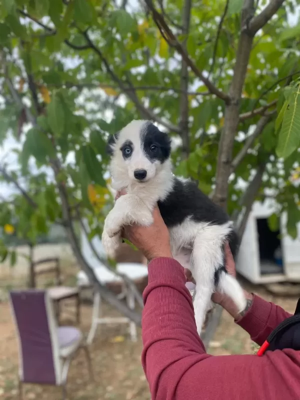 Ankaranın En Özel Border Collie Yavruları