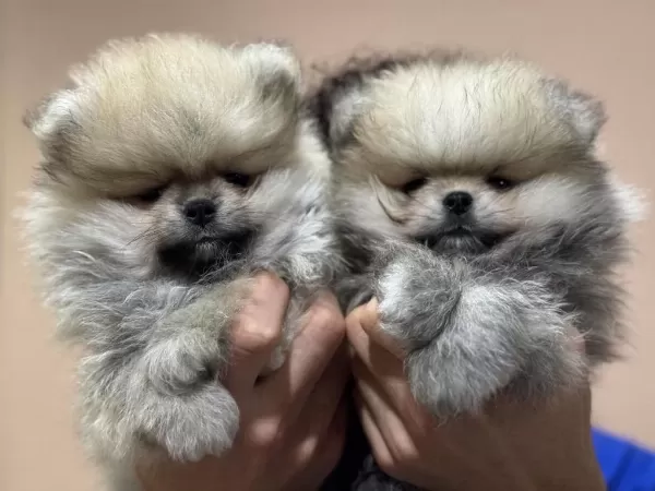 Petmode Köpek Çiftliğinden Teddy Pomeranin Boo