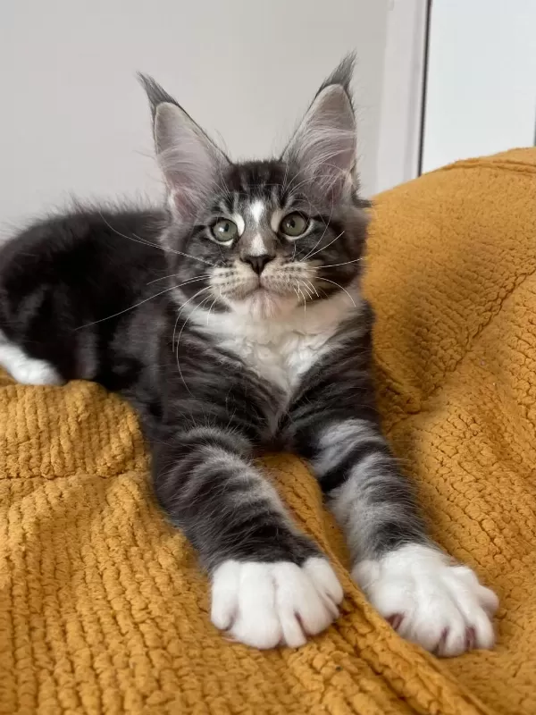 Maine Coon Black Classic Tabby Ve White N 22 09
