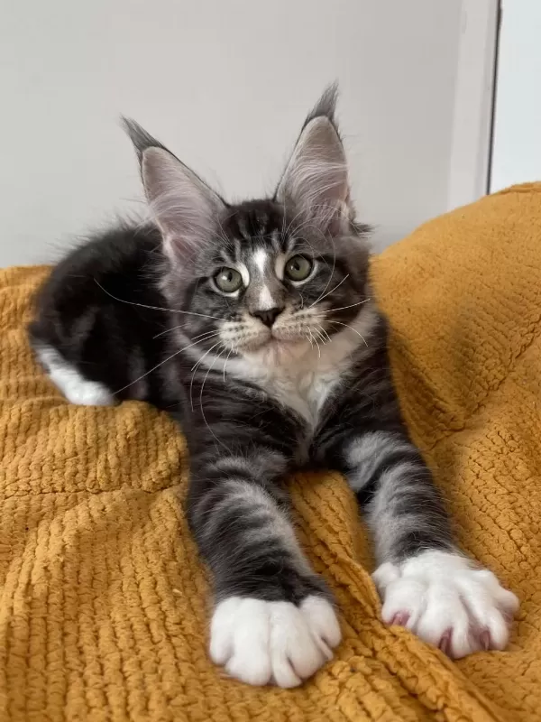Maine Coon Black Classic Tabby Ve White N 22 09