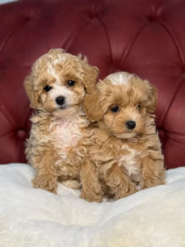 Petmode Köpek Çiftliğinden Kore Maltipoo