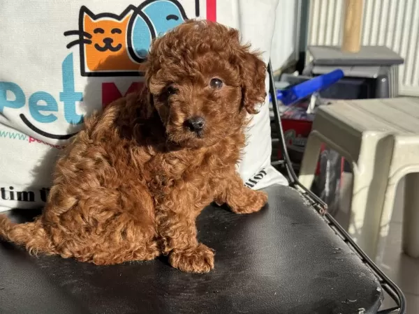 Petmode Köpek Çifrliğinde Ziyarete Açık Toy Poodle