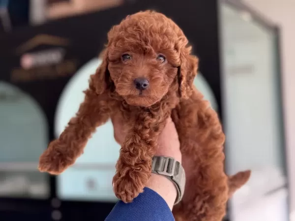 Petmode Köpek Çifrliğinde Ziyarete Açık Toy Poodle
