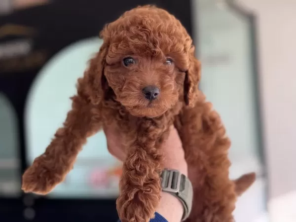 Petmode Köpek Çifrliğinde Ziyarete Açık Toy Poodle