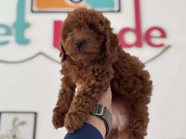Petmode Köpek Çifrliğinde Ziyarete Açık Toy Poodle