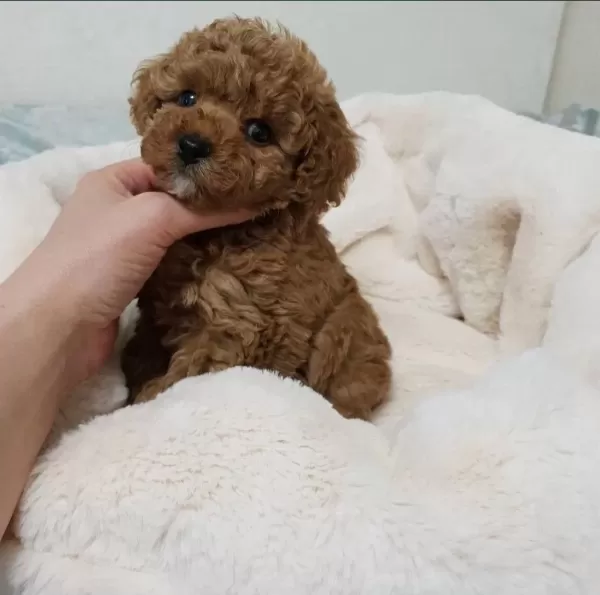 Toy Poodle Bebeklerimiz