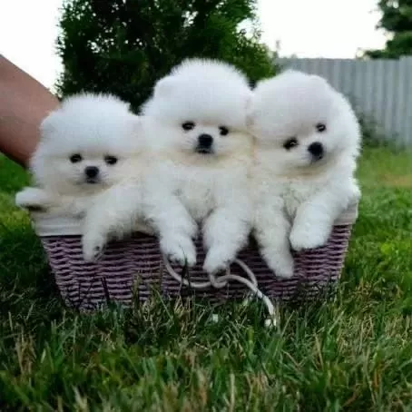Pomeranian Bebeklerimiz