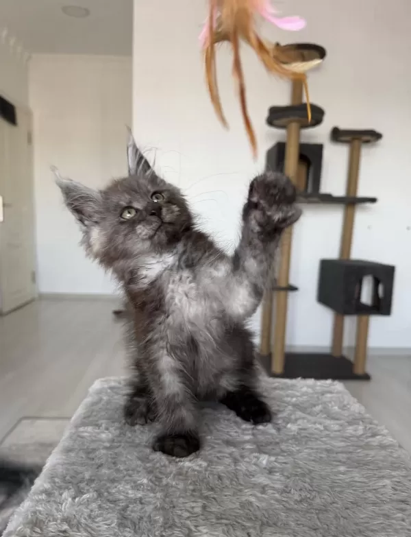 Maine Coon Ns Erkek Black Smoke