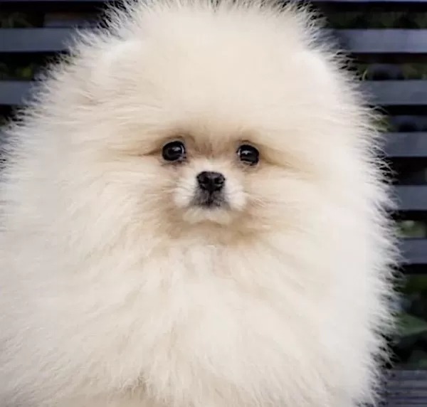 Pomeranian Boo Köpeğimiz İçin Ulaşin