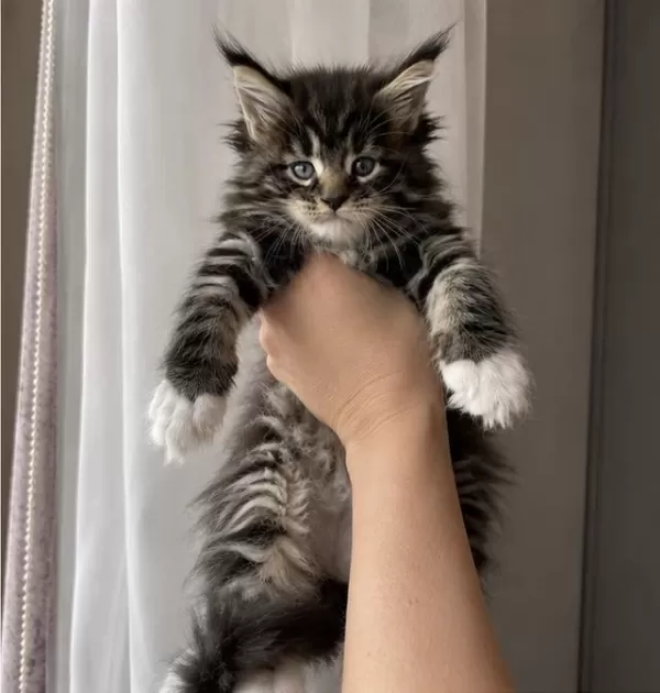 Maine Coon Şampiyon Soyundan Gelen Yavrular