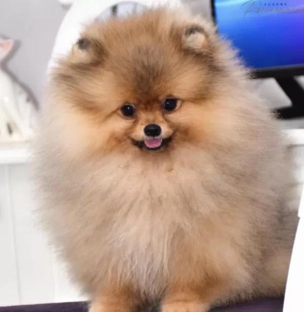 Pomeranian Boo Köpeği