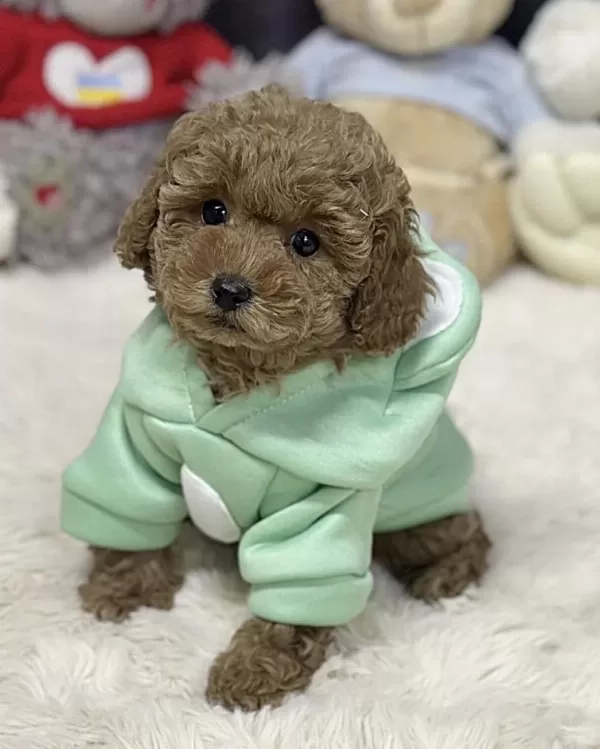 Toy Poodle Yavru Köpekler