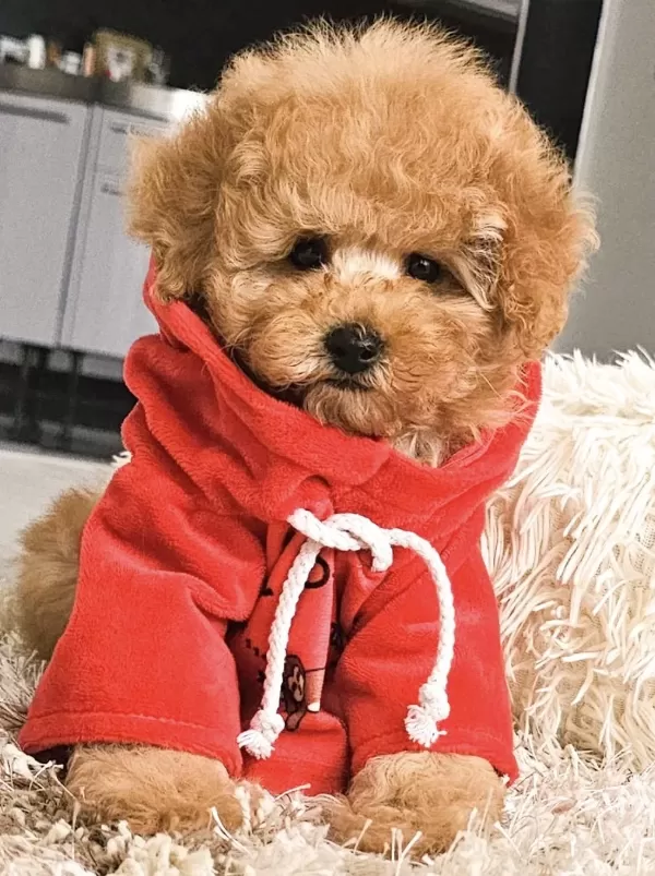 Toy Poodle Köpeğimiz