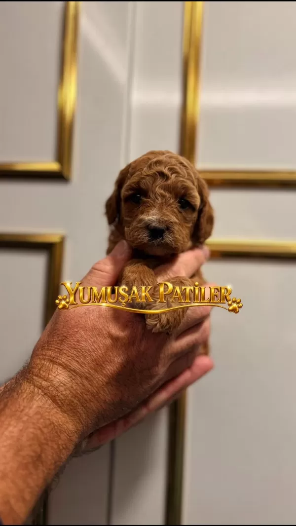 Harika Toy Poodle Yavrumuz