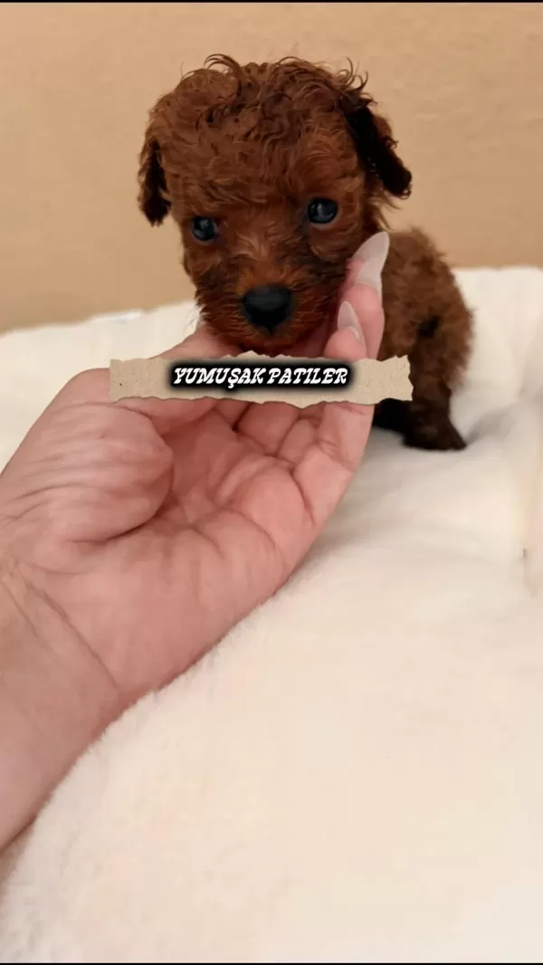 Harika Orijinal Toy Poodle