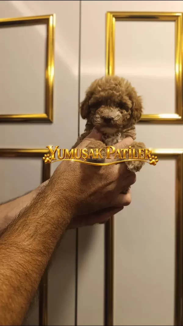 Toy Poodle Dişi Ve Erkek
