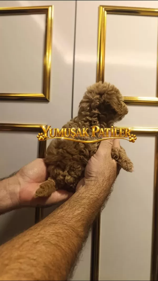 Toy Poodle Dişi Ve Erkek