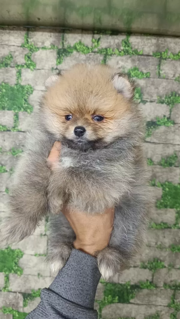 Pomeranian Yavrular İçin Ulaşabilirsiniz