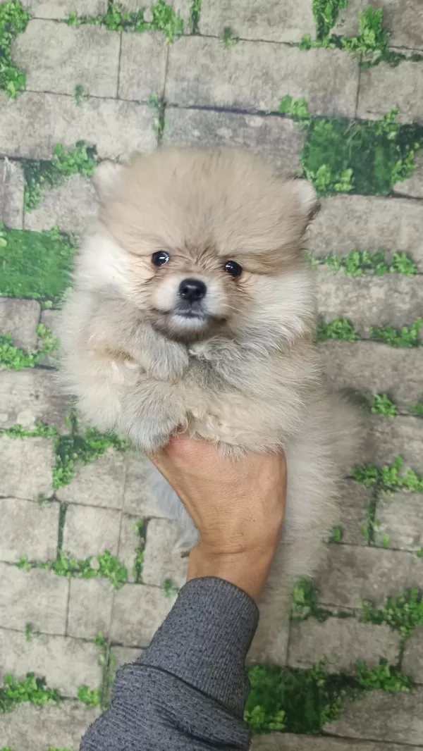 Pomeranian Yavrular İçin Ulaşabilirsiniz
