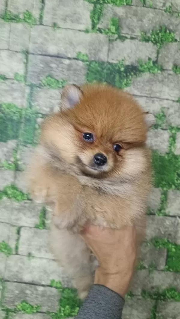 Pomeranian Yavrular İçin Ulaşabilirsiniz