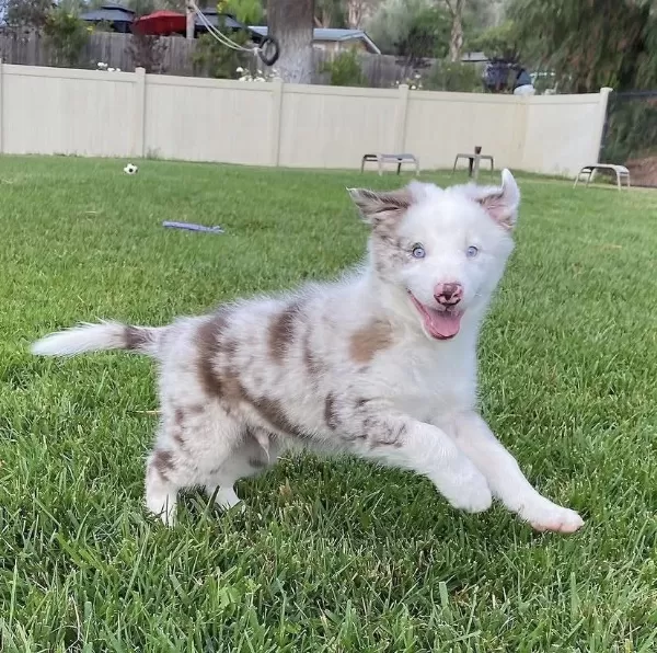 Türkiyenin Güvenilir Çiftliği Kapıda Ödemeli Köpeğimiz