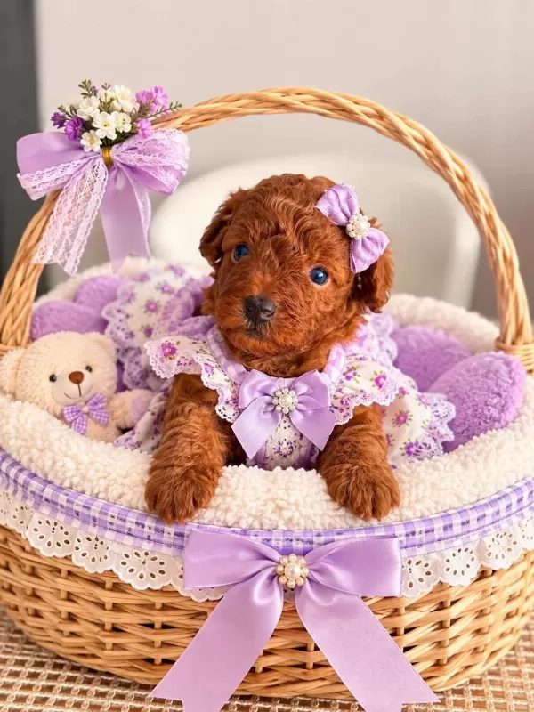 A Kalite Poodle Yavrularimiz