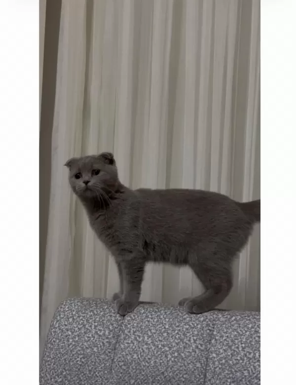 Scottish Fold Ücretli Sahiplendirme