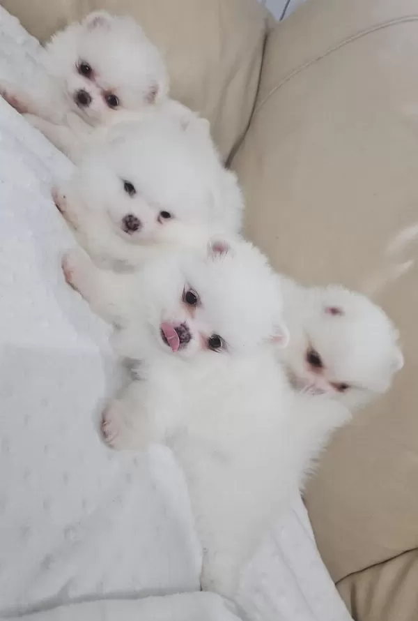 Snow White Pomeranian Boo Dişi Ve Erkekler