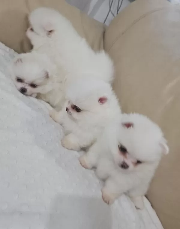 Snow White Pomeranian Boo Dişi Ve Erkekler