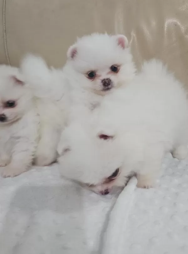 Snow White Pomeranian Boo Dişi Ve Erkekler