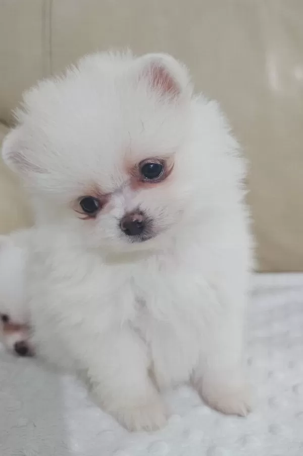 Snow White Pomeranian Boo Dişi Ve Erkek