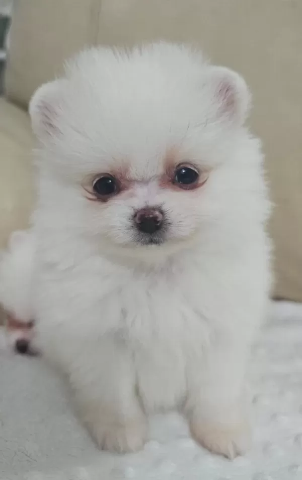 Snow White Pomeranian Boo Dişi Ve Erkek