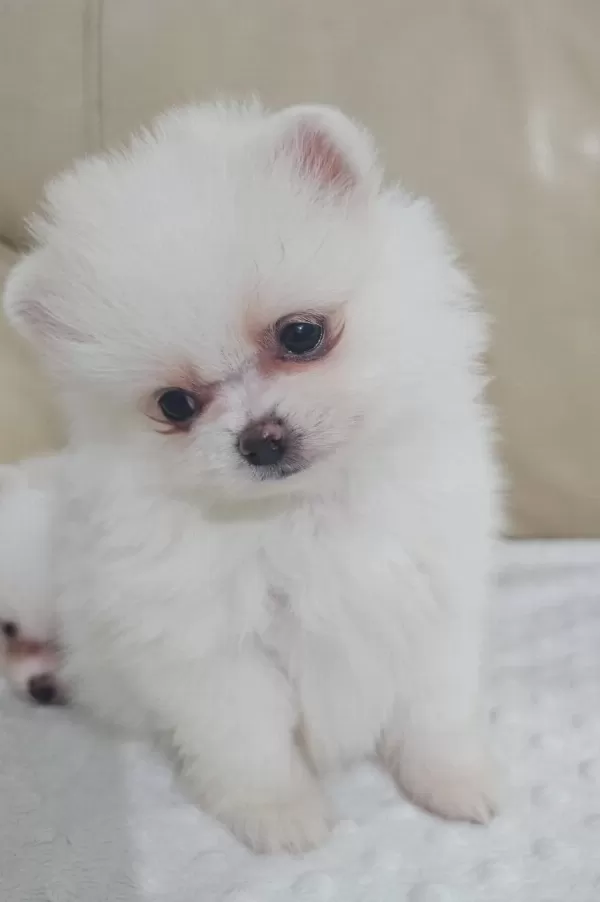 Snow White Pomeranian Boo Dişi Ve Erkek