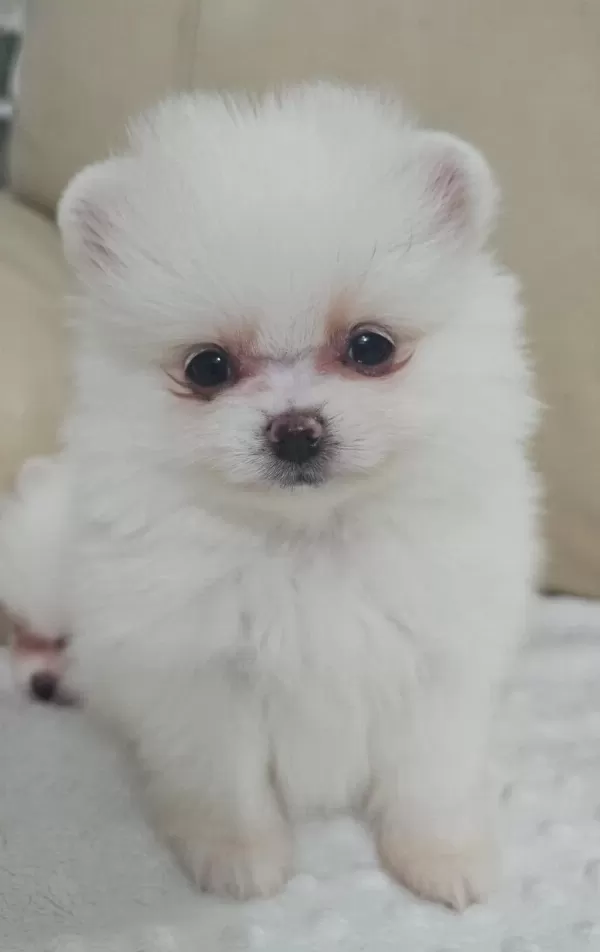 Snow White Pomeranian Boo Dişi Ve Erkek