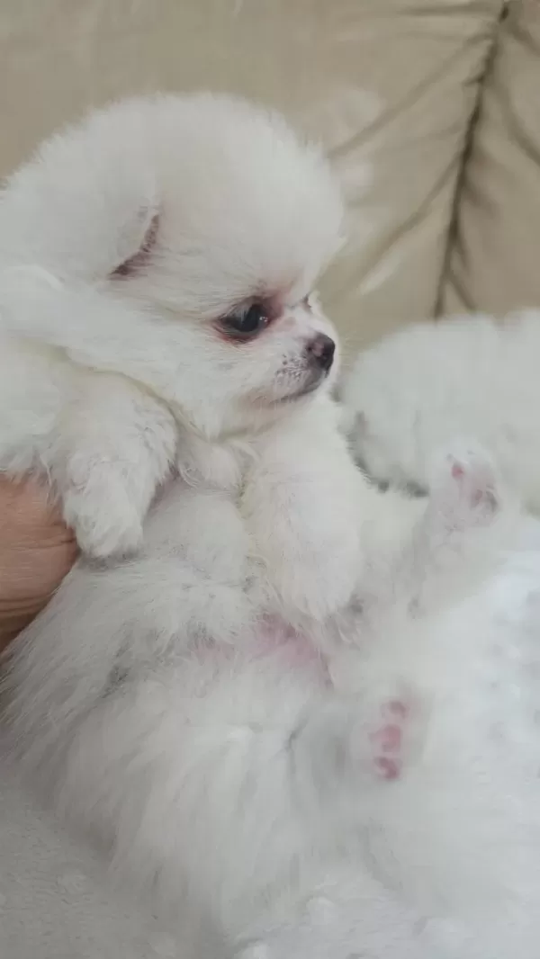 Snow White Pomeranian Boo Dişi Ve Erkek