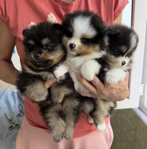 Tricolor Pomeranian Teddy Bear Mini Boy