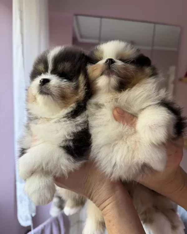 Tricolor Pomeranian Teddy Bear Mini Boy