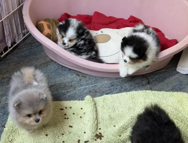 Tricolor Pomeranian Teddy Bear Mini Boy