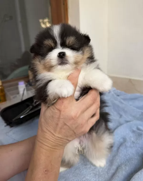 Tricolor Pomeranian Teddy Bear Mini Boy