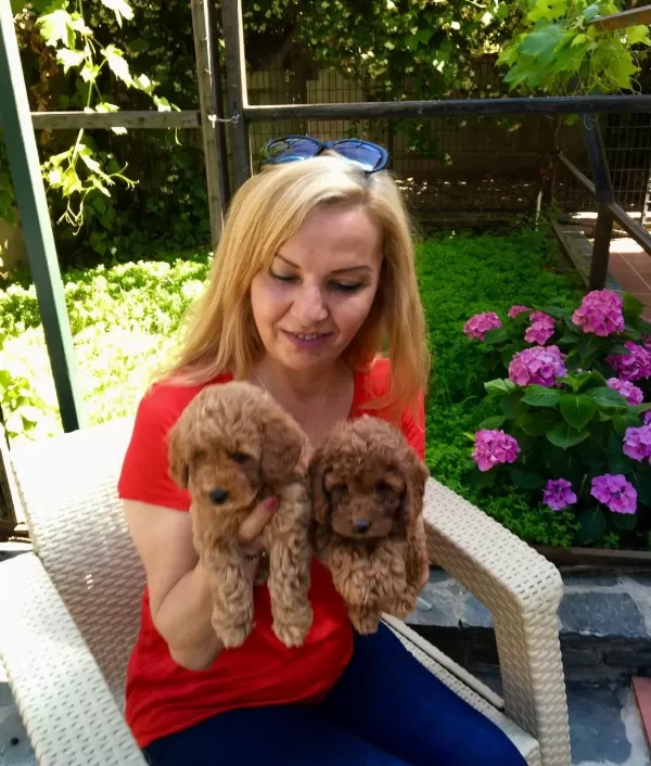 Tüy Dökmez Koku Yapmaz Mükemmel Toy Poodle Yavrularımız