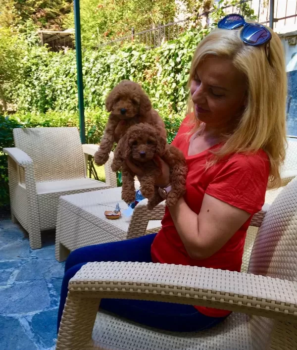 Tüy Dökmez Koku Yapmaz Mükemmel Toy Poodle Yavrularımız