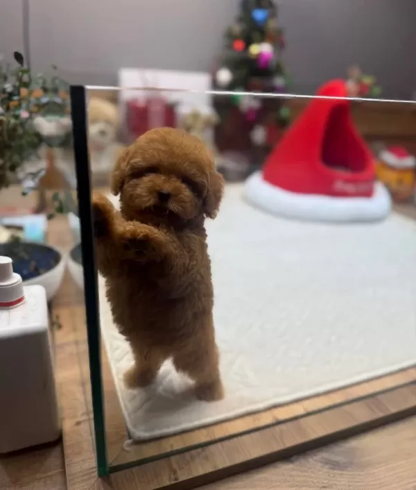 Kore Teacup Poodle Yavrularımız