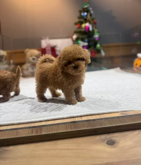 Kore Teacup Poodle Yavrularımız