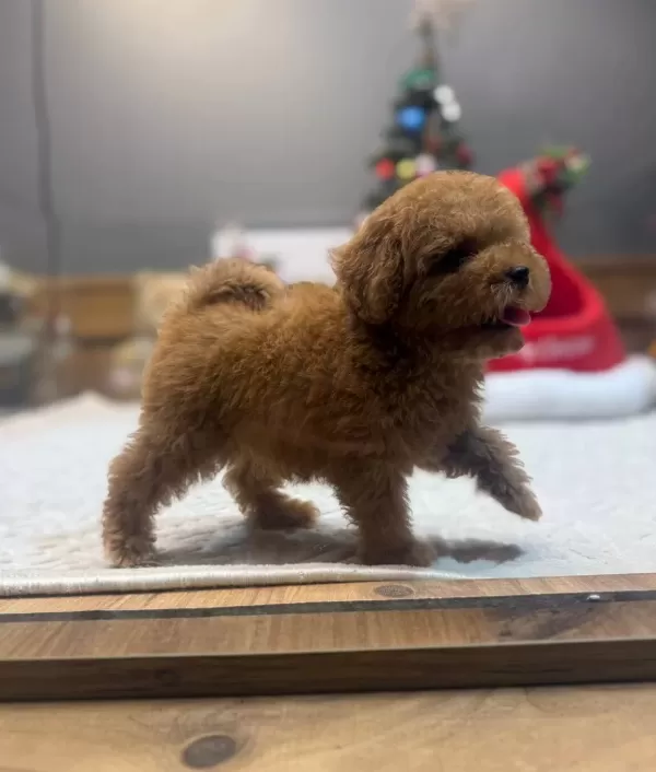 Kore Teacup Poodle Yavrularımız
